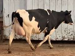 6 Preg 1st Lact Due in December | Group Avg 79# Milk 30K SCC | Top Heifer 102# | 421 431 445 459 470 487