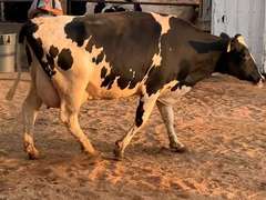 Fresh 7-29-21  Milk 72 4.3%F 3.1%P 187 SCC (K) Lact 2  Bred 9-28 29H18508   305me 24563  Sire 29HO17516  Mgs 29HO11614 | 3 3 4 3 3 13 N |