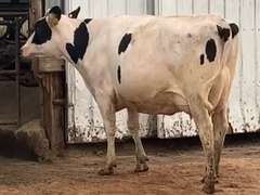 Fresh 12-11-20  Milk 72 4%F 3.2%P 22 SCC (K) Lact 1 Due 2-13 To 29HO19369 305me 26521  Sire 29HO18108  Mgs 29HO14450 | 3 3 3 3 4 13 Y | Slight Light Left Rear