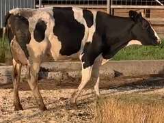 UPDATE Bred 9-4 7H15427 Fresh 6-15 Mkg 45# 4.3 2.8 1st Lact  | 4 3 4 2 2 10 Y |