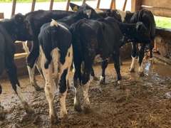 7 Holstein Open Heifers | Born 4-18 to 5-30-21, Est Weight 250# | Have Some Ringworm  | 2642  2643  2644  2645  2646  2647  2649