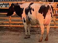6 Preg 1st Lact Due in March | Group Avg 81# Milk 48K SCC | 410 454 461 482 497 518