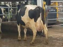 Fresh 1-27-21  Milk 72 3.6%F 3%P 57 SCC (K) Lact 6 Due 2-5 To 29HO19426 305me 29381  Sire 29HO13616  Mgs 29HO13162 | 3 3 4 4 2 12 Y | Slight Rev Tilt & Wide Teats, SLIGHT LIMP