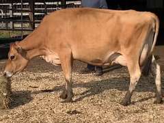 Dry & Dry Treated Due 9-15 Coming 2nd Calf | 4 4 4 4 2 10 | 4 STAR