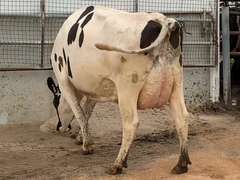 2 Preg 4th Lact | Group Avg 84# Milk 63K SCC | Due in Decmber | Top Cow 120# | 1652 1886