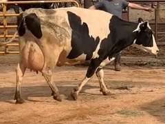 5 Fresh 4th+ Lact | Group Avg 112# Milk 75K SCC | Fresh 6-26 to 8-20, 5 Serviced | Top Cow 132#-All 100#+ | 19 23 29 1699 1966 1989