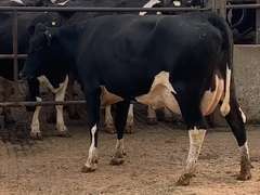 8 Fresh 1st Lact | Group Avg 75# Milk 80K SCC | Fresh 7-9 to 8-22-21| Top Heifer 88# | 512 522 558 559 560 562 563 567