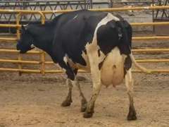 Fresh 1-26-21  Milk 90 3.5%F 3.1%P 174 SCC (K) Lact 3 Bred 8-30 To 29HO18636 305me 35533  Sire 529HO14335  Mgs HB2013 | 2 3 3 3 2 12  | Big Teats