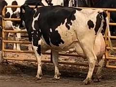 5 Fresh 4th+ Lact | Group Avg 112# Milk 75K SCC | Fresh 6-26 to 8-20, 5 Serviced | Top Cow 132#-All 100#+ | 19 23 29 1699 1966 1989
