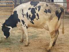 Fresh 5-6-21  Milk 88 3.8%F 3%P 33 SCC (K) Lact 2 Bred 9-10 To INFOCUS 305me 24761  Sire 29HO17516  Mgs 29HO14615 | 4 3 4 3 3 13  | 4 STAR-Horn Left Side