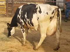 Fresh 5-3 Mkg 108# 3.8 3.2 SCC-13K 3rd Lact Bred 9-17 | 3 2 3 3 3 | Block On Foot But OK