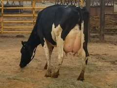 Fresh 5-8-21  Milk 94 4%F 3.1%P 47 SCC (K) Lact 2 Bred 9-14 To 29HO19369 305me 30460  Sire 29HO17607  Mgs 29HO14311 | 3 2 3 3 2 11  | Udder Sore, Long Teats, Block on Foot But OK
