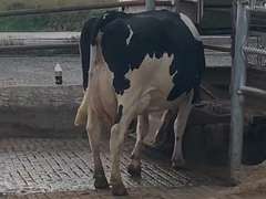 7 Preg 1st Lact Due in Janaury | Group Avg 80# Milk 50K SCC | Top Heifer 107# | 437 449 455 462 467 469 500