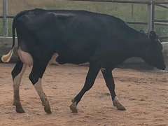 Fresh 5-18 Mkg 82# 3.2 3.1 SCC-14K 1st Lact Due 5-21 to 29H19426 | 4 3 3 3 2 | 4 STAR Udder