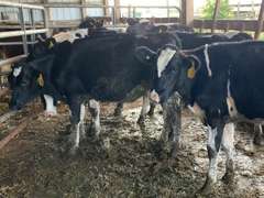 6 Holstein Open Heifers | Born 7-18 to 10-6-20 , Est Weight 600# | 2615  2616  2617  2620  2621  2622