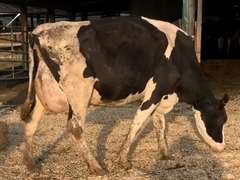 Fresh 5-30 Mkg 75# 2.5 2.7 SCC-14K 2rd Lact Bred 8-22 | 4 4 4 3 2 14| 4 STAR