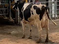 Fresh 3-23-21  Milk 72 4.6%F 3.9%P 13 SCC (K) Lact 2 Due 3-2 To INFOCUS 305me 23920  Sire 29HO17516  Mgs 29HO13363 | 5 4 4 3 3 13  | 4 STAR |  Close Teats