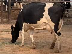 6 Serviced 3rd Lact | Group Avg 100# Milk 40K SCC | Fresh in March/April | Top Cow 114# | #171 Bred 9-29 | 115 149 151 171 188 193