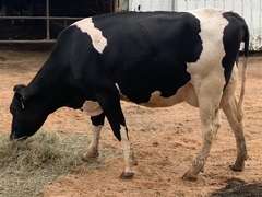 6 Preg 1st Lact Due in March | Group Avg 81# Milk 48K SCC | 410 454 461 482 497 518