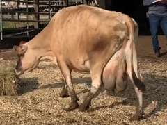Dry & Dry Treated Due 9-24  Coming 5th Calf | 2 3 3 2 2 10 |