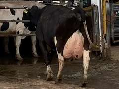 4 Fresh 4th+ Lact | Group Avg 81# Milk 101K SCC | Fresh 7-1 to 9-9, 2 Serviced | Top Cow 96# | #1653 Bred 9-25 29H19426 | 18 59 61 1653