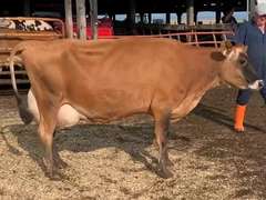 Dry & Dry Treated Due 10-30 Coming 4th Calf | 3 3 3 3 3 11 |