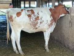 Bred Heifer | Preg 4 1/2 Months to Simplicity-P Son