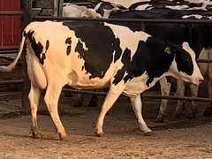 6 Preg 1st Lact Due in December | Group Avg 79# Milk 30K SCC | Top Heifer 102# | 421 431 445 459 470 487