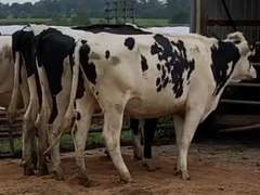 7 Heifers Due in January / December | pNM$ Avg 164 | Dams 305me Avg 31932# | 579 582 599 610 613 614 631