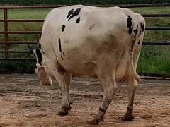 4 Dry & Dry Treated | Coming 4th Calf | Due in November | 305me Avg 29399# | 13 100 112 138