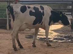 2 Serviced 1st Lact | Group Avg 90# Milk 59K SCC | Fresh in May | Top Heifer 106# | 529 530|