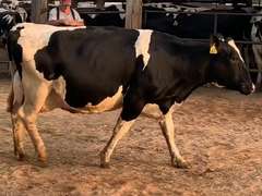 6 Preg 1st Lact Due in December | Group Avg 79# Milk 30K SCC | Top Heifer 102# | 421 431 445 459 470 487