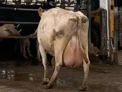 Fresh 7-28-21  Milk 112 4.1%F 2.8%P 38 SCC (K) Lact 7  Bred 9-26 29H19426    305me 31717  Sire 29HO13363  Mgs 529HO13219 | 3 2 3 3 2 13 Y | Short Teats