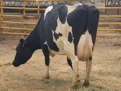 Fresh 10-20-20  Milk 88 4.8%F 3.4%P 66 SCC (K) Lact 4 Due 1-26 To 29HO19369 305me 32655  Sire 29HO14311  Mgs 29HO13162 | 3 3 3 3 3 13  | Lump Right Rear Quarter