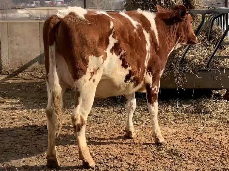 2 Red & White Holsteins | Preg 7 1/2-8 Months | Bred To A Sand Creek Dairy Genomic Holstein Bull | Freestall Housed, Fence Trained, TMR Fed | Well Grown | Vaccinated with Cattlemaster Gold FP %L% & Poured w/ Eprinex | 806 8012