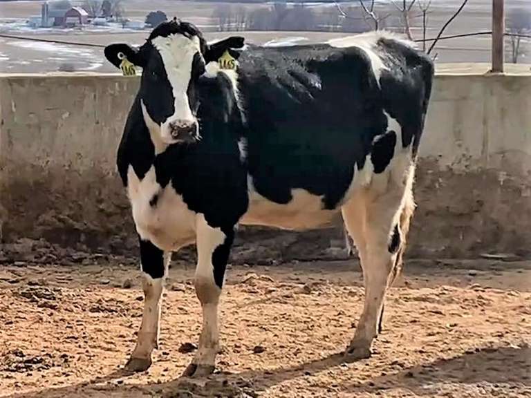 15 Holstein Heifers | Preg 6 1/2-7 Months   | Bred To A Sand Creek Dairy Genomic Holstein Bull | Freestall Housed, Fence Trained, TMR Fed | Well Grown | Vaccinated with Cattlemaster Gold FP %L% & Poured w/ Eprinex  | 801 819 820 822 1402 1409 1447 1456 1465 1467 1487 1501 1502 1507 1509