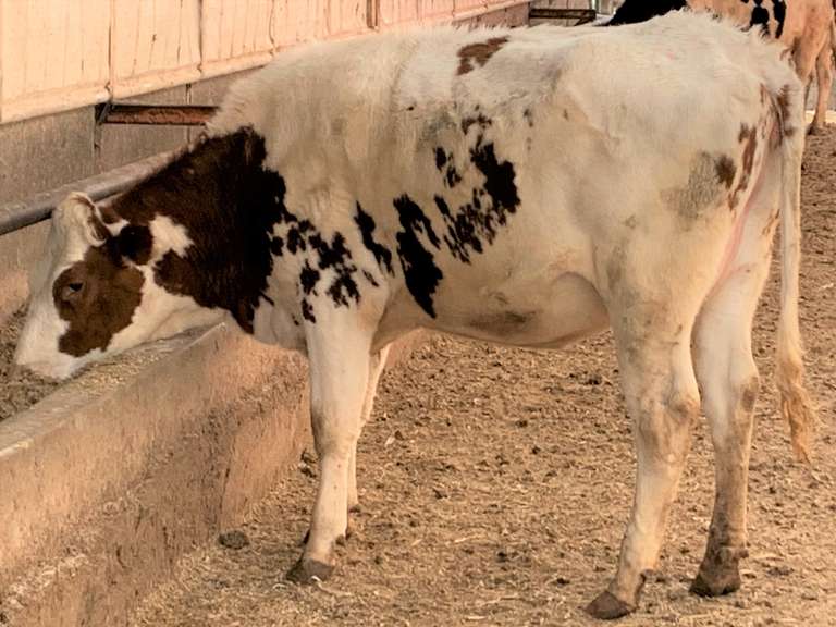 2 Red & White Holsteins | Preg 7 1/2-8 Months | Bred To A Sand Creek Dairy Genomic Holstein Bull | Freestall Housed, Fence Trained, TMR Fed | Well Grown | Vaccinated with Cattlemaster Gold FP %L% & Poured w/ Eprinex | 806 8012