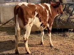 2 Red & White Holsteins | Preg 7 1/2-8 Months | Bred To A Sand Creek Dairy Genomic Holstein Bull | Freestall Housed, Fence Trained, TMR Fed | Well Grown | Vaccinated with Cattlemaster Gold FP %L% & Poured w/ Eprinex | 806 8012