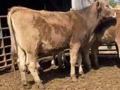 (8) Brown Swiss Springers | Preg 6-7 Months | Vaccinated, Boostered and Poured with cydectin on February 10 | Est Avg Weight 1150# | REPUTATION GROWER | Brogal Farms Hustonville, KY | Load by 3-18-22 (Rep Chad Kreeger 517-294-3484) | 9389 9390 9394 786 9397 789 788 790 794