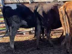 (8) Xbred Springers | Preg 7+ Months | Vaccinated, Boostered and Poured with cydectin on February 10 | Est Avg Weight 1050# | REPUTATION GROWER | Brogal Farms Hustonville, KY | Load by 3-18-22 (Rep Chad Kreeger 517-294-3484) | 677 9230 802 777 9290 801 9253 9844