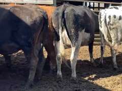 (8) Xbred Springers | Preg 7+ Months | Vaccinated, Boostered and Poured with cydectin on February 10 | Est Avg Weight 1050# | REPUTATION GROWER | Brogal Farms Hustonville, KY | Load by 3-18-22 (Rep Chad Kreeger 517-294-3484) | 677 9230 802 777 9290 801 9253 9844