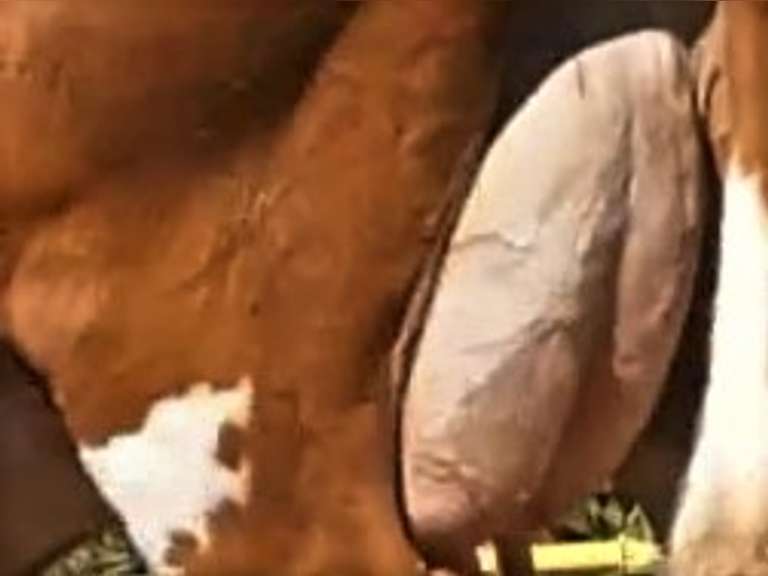 A2/A2 Fresh 9/27/21 Mkg 36 5.6 4.2 SCC(K) 50 Lact 1 Due 10-7 200G124 Tsunami Lambeau x Caspain Born: 10/10/18 | 4 4 3 5 4 | 🍼4 STAR⭐⭐⭐⭐