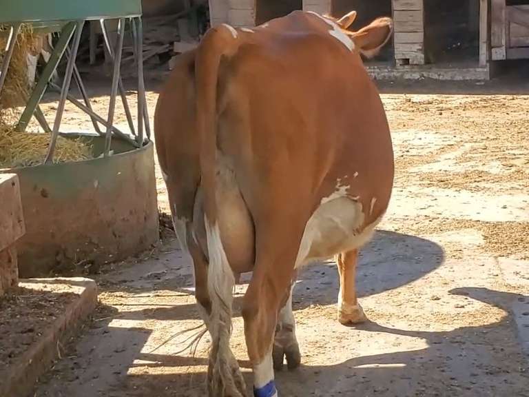 A2/A2 Dry Lact 1 Due 7/19 200G124 Tsunami Levi x Dallas Born: 3/1/18 | 4 4 4 4 4 | 🍼 ⭐⭐⭐⭐4 Star, Horns | Ear Tag #2