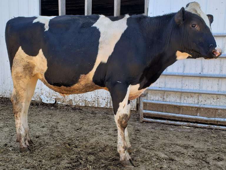 970 gNM$ 2.6%SCE 166CFP | a2a2 | Ganeday x Renegade x Josuper | Born 6 ...