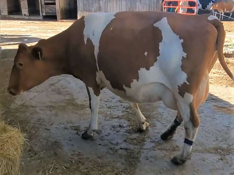 A2/A2 Dry Lact 2 Due 7/24 200G124 Tsunami Levi x Gary Born: 7/26/17 | 3 3 3 4 5 | 🍼