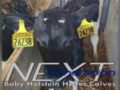 ( 8 ) Baby Holstein Heifer Calves | 1 Gal of Colostrum @ Birth & Vitamin A & E | AI Sired | Cows Avg 88# & Fully Vaccinated | Zwemmer Dairy Elkton, MI | Load Tuesday Morning 6-14-22  (Rep Chad Kreeger 517-294-3484)