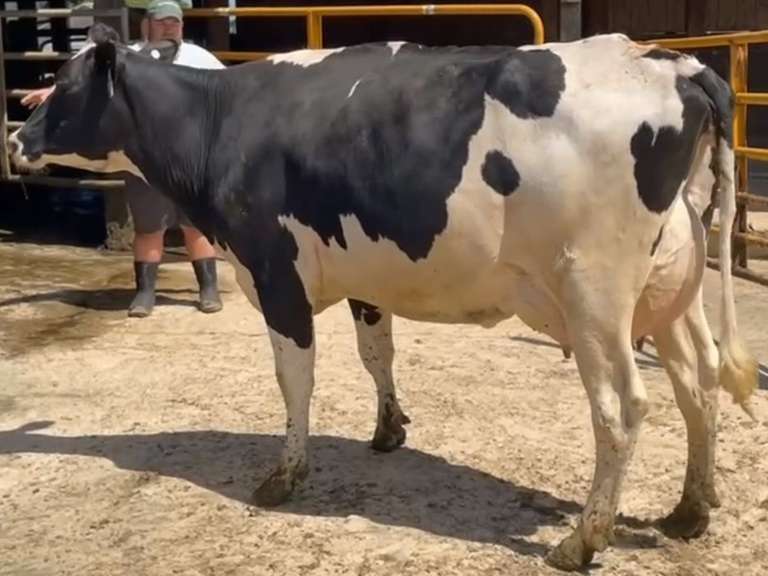4 Preg 1st Lact | Group Avg 82# 4.1 3.2 SCC-13K 31407# 305me | Due 10-30 to 11-29 | All ⭐⭐⭐⭐4 STAR UDDERS! |🍼 46w 60w 62w 64w
