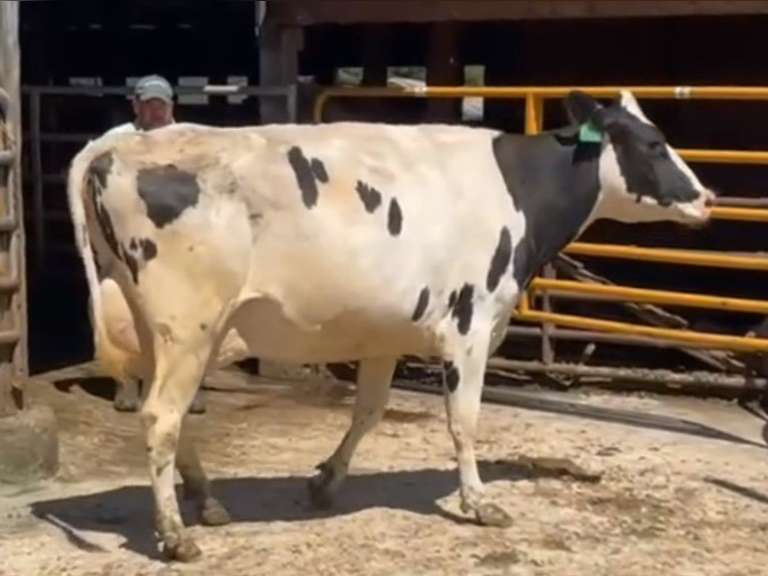 4 Preg 2nd Lact | Group Avg 104# 4.2 3.3 SCC-26K 32860# 305me | Due 12-21 to 3-10 | ⭐⭐⭐⭐⭐4 STAR UDDERS! | 56g 66g 68g 80g