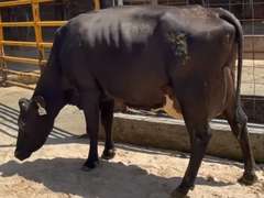 Fresh 3/17/2022  Mkg 114.6 4.6 3 SCC(K) 22 Lact 1   305me 34328   Bred  5-20 to 14HO15491   Sire 7HO13981   BrthDate 4-5-20 | 4 3 3 2 3 11 | 🍼🥛⭐⭐⭐⭐4 STAR, Xbred | Index 3797