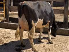 4 Preg 1st Lact | Group Avg 82# 4.1 3.2 SCC-13K 31407# 305me | Due 10-30 to 11-29 | All ⭐⭐⭐⭐4 STAR UDDERS! |🍼 46w 60w 62w 64w